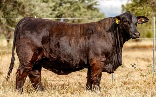 Lote 10B
