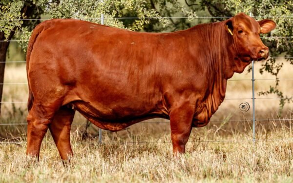 Lote 12B