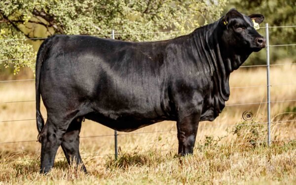 Lote 14A