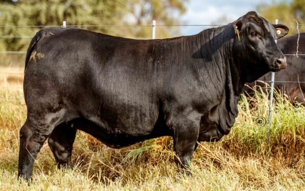 Lote 16B