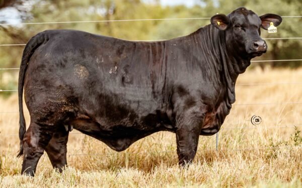 Lote 17A