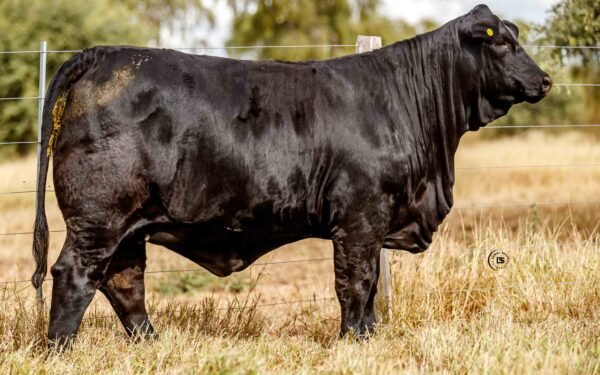 Lote 17B