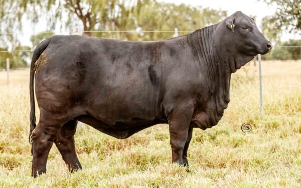Lote 18B