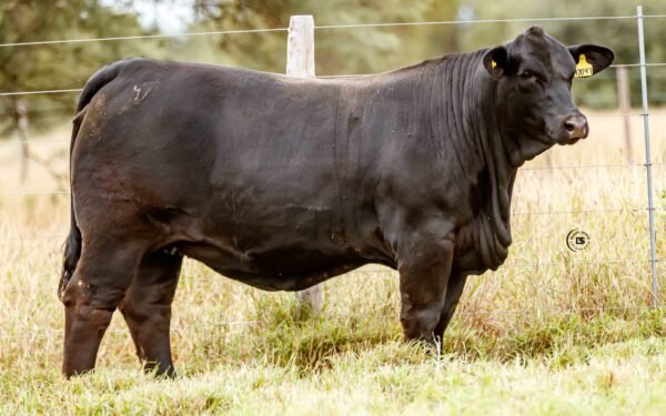 Lote 19B