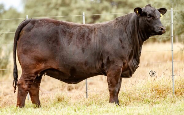 Lote 21B