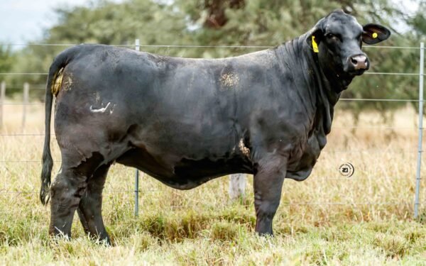 Lote 22A