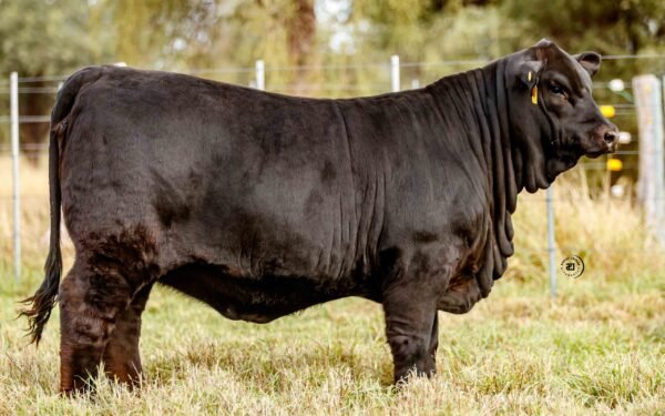 Lote 03