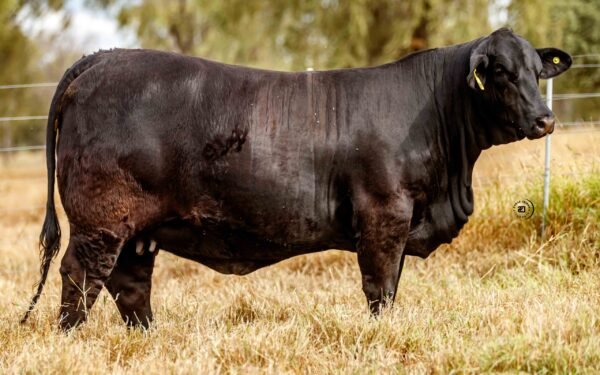 Lote 05