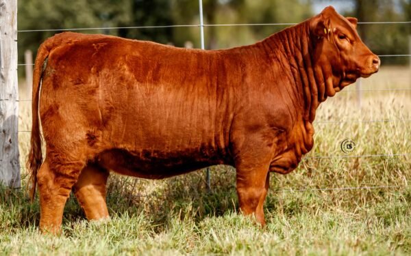 Lote 07A