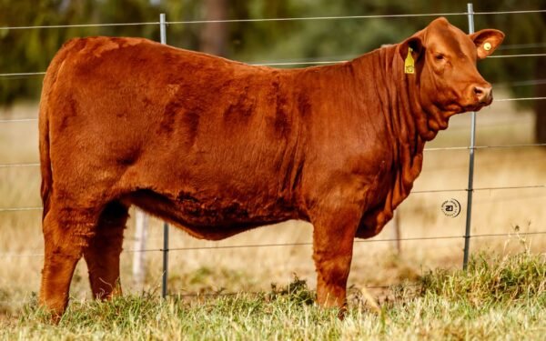 Lote 07B