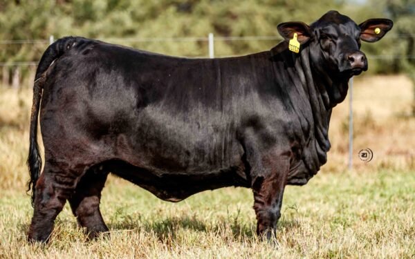 Lote 08A