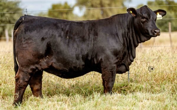 Lote 08B