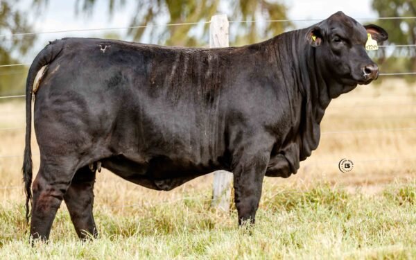Lote 09A