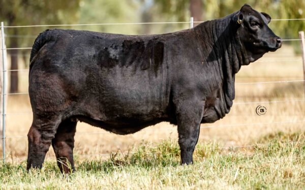 Lote 09B