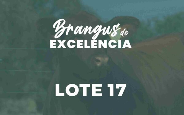 17A y 17B