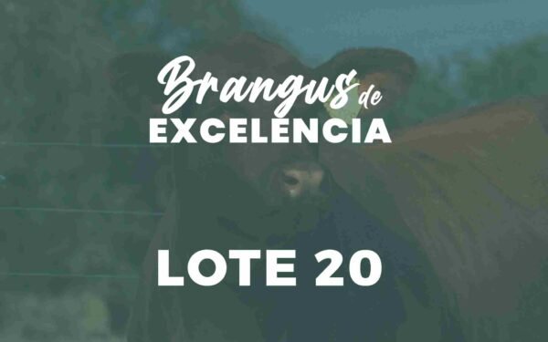 20A y 20B